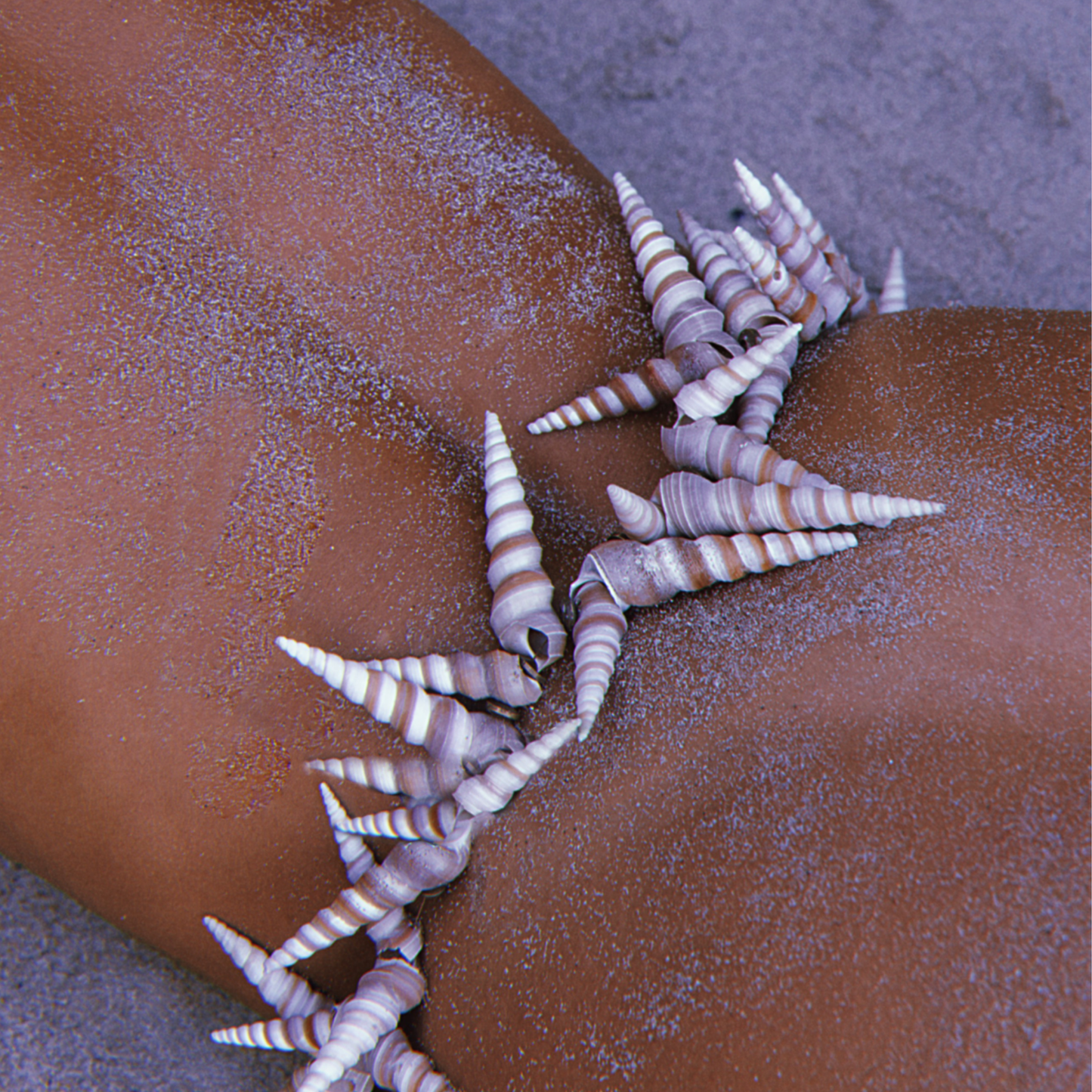 Turritella Seashell Necklace